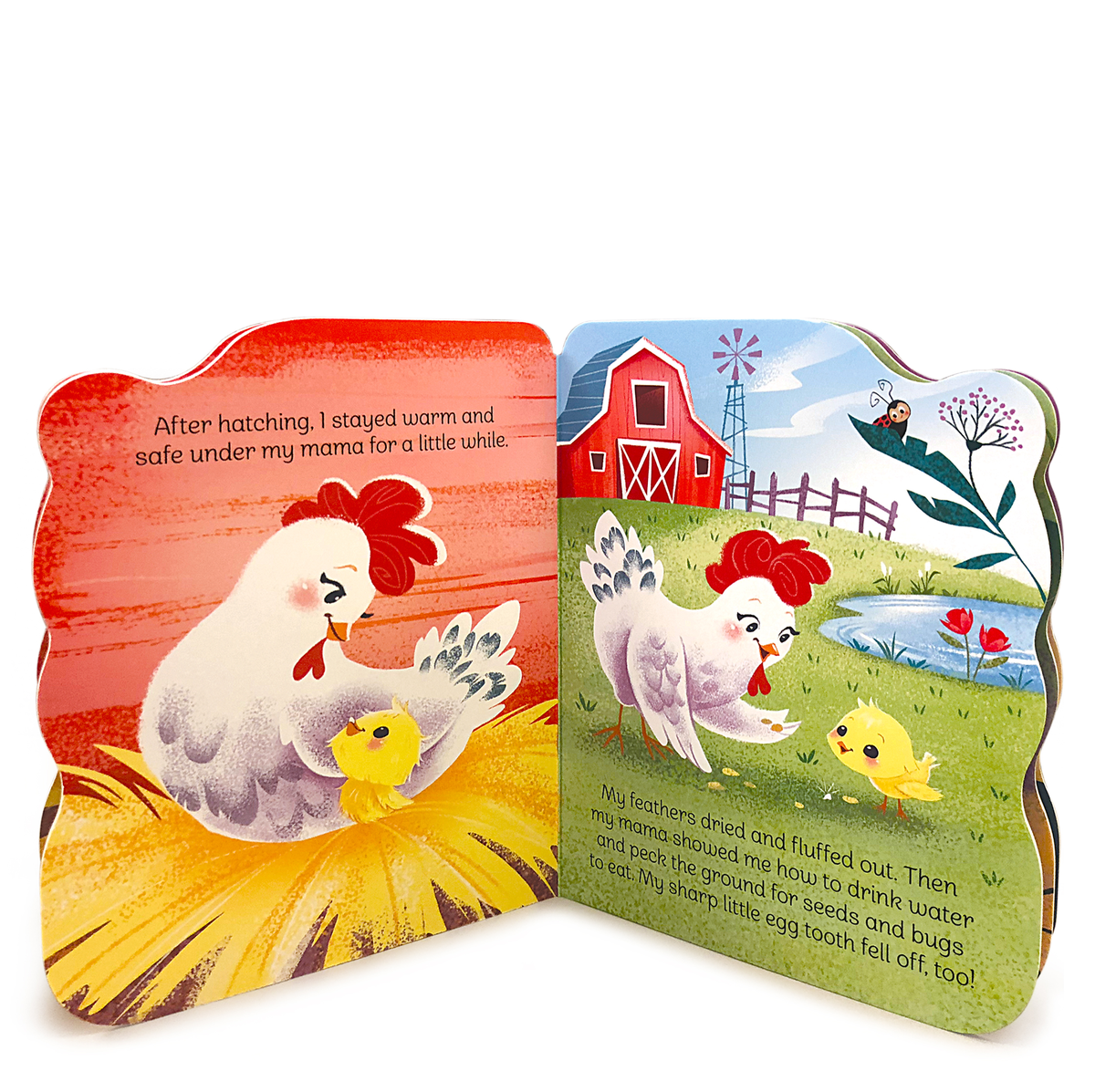 A Little Chick Board Book