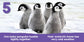 Baby Animals First Box Set