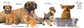 Dog by Matthew Van Fleet Board Book