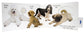 Dog by Matthew Van Fleet Board Book