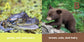 Baby Animals First Box Set