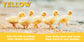 Baby Animals First Box Set