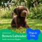 11" Chocolate Lab Dog Stuffed Animal