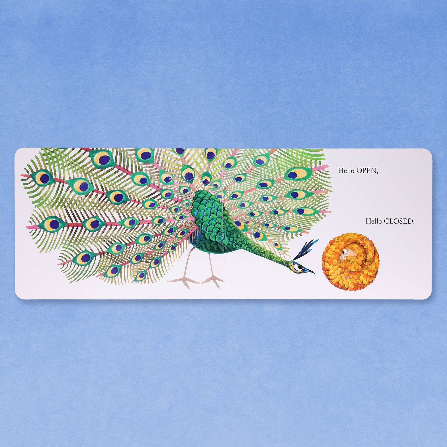 Hello Hello Opposites Board Book